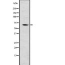 Western blot analysis of MMP21 using COS7 whole  lysates.