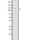 Western blot analysis of IRS4 using Jurkat whole  lysates.
