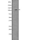 DF7700 staining  NIH-3T3 cells by IF/ICC. The sample were fixed with PFA and permeabilized in 0.1% Triton X-100,then blocked in 10% serum for 45 minutes at 25¡ãC. The primary antibody was diluted at 1/200 and incubated with the sample for 1 hour at 37¡ãC. An  Alexa Fluor 594 conjugated goat anti-rabbit IgG (H+L) antibody(Cat.