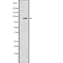 DF7701 staining  293 cells by IF/ICC. The sample were fixed with PFA and permeabilized in 0.1% Triton X-100,then blocked in 10% serum for 45 minutes at 25¡ãC. The primary antibody was diluted at 1/200 and incubated with the sample for 1 hour at 37¡ãC. An  Alexa Fluor 594 conjugated goat anti-rabbit IgG (H+L) antibody(Cat.