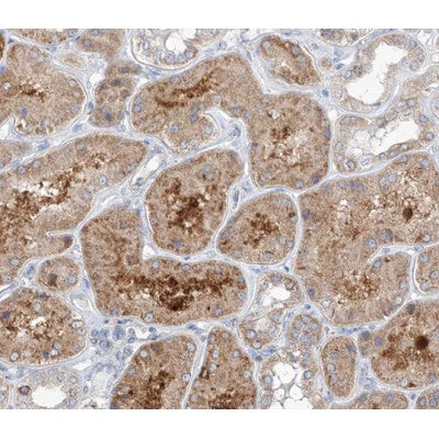AF0438 at 1/100 staining human kidney tissue sections by IHC-P. The tissue was formaldehyde fixed and a heat mediated antigen retrieval step in citrate buffer was performed. The tissue was then blocked and incubated with the antibody for 1.5 hours at 22¡ãC. An HRP conjugated goat anti-rabbit antibody was used as the secondary