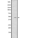 DF7712 staining  Hela cells by IF/ICC. The sample were fixed with PFA and permeabilized in 0.1% Triton X-100,then blocked in 10% serum for 45 minutes at 25¡ãC. The primary antibody was diluted at 1/200 and incubated with the sample for 1 hour at 37¡ãC. An  Alexa Fluor 594 conjugated goat anti-rabbit IgG (H+L) antibody(Cat.