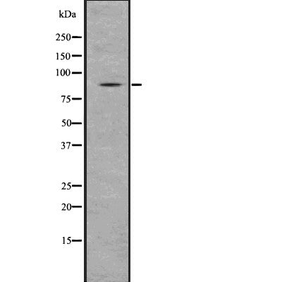 Western blot analysis of Smurf using COLO205 whole  lysates.