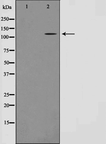 AF0621 staining HT29 by IF/ICC. The sample were fixed with PFA and permeabilized in 0.1% Triton X-100,then blocked in 10% serum for 45 minutes at 25¡ãC. The primary antibody was diluted at 1/200 and incubated with the sample for 1 hour at 37¡ãC. An  Alexa Fluor 594 conjugated goat anti-rabbit IgG (H+L) Ab, diluted at 1/600, was used as the secondary antibod