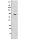 DF7718 at 1/200 staining Rat kidney tissue sections by IHC-P.