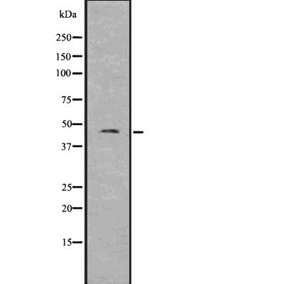 Western blot analysis of Pannexin-3 using K562 whole  lysates.