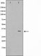 AF0809 staining HeLa by IF/ICC. The sample were fixed with PFA and permeabilized in 0.1% Triton X-100,then blocked in 10% serum for 45 minutes at 25¡ãC. The primary antibody was diluted at 1/200 and incubated with the sample for 1 hour at 37¡ãC. An  Alexa Fluor 594 conjugated goat anti-rabbit IgG (H+L) Ab, diluted at 1/600, was used as the secondary antibod