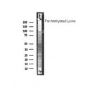 Western blot analysis of  pan Methylated Lysine, using Pan Methylated Lysine.