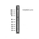 Western blot analysis of  Acetylated-Lysine, using Acetyl Lysine antibody.