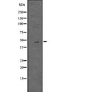 Western blot analysis of OAS1 using HuvEc whole  lysates.