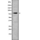 DF7763 staining  HeLa cells by IF/ICC. The sample were fixed with PFA and permeabilized in 0.1% Triton X-100,then blocked in 10% serum for 45 minutes at 25¡ãC. The primary antibody was diluted at 1/200 and incubated with the sample for 1 hour at 37¡ãC. An  Alexa Fluor 594 conjugated goat anti-rabbit IgG (H+L) antibody(Cat.