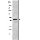Western blot analysis of GAP43 expression in Mouse brain lysate 