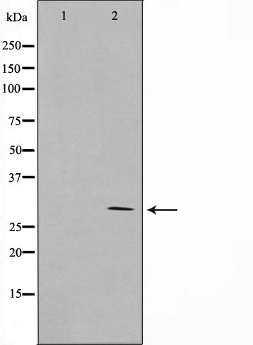 AF0770 staining HeLa by IF/ICC. The sample were fixed with PFA and permeabilized in 0.1% Triton X-100,then blocked in 10% serum for 45 minutes at 25¡ãC. The primary antibody was diluted at 1/200 and incubated with the sample for 1 hour at 37¡ãC. An  Alexa Fluor 594 conjugated goat anti-rabbit IgG (H+L) Ab, diluted at 1/600, was used as the secondary antibod