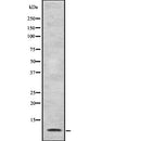 Western blot analysis of CCL22 using HT29 whole  lysates.