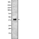 Western blot analysis of NODAL using HeLa whole  lysates.