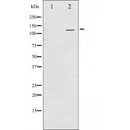 Western blot analysis of RBL2 using MCF7 whole cell lysates