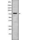 Western blot analysis of CAPN2 using RAW264.7 whole  lysates
