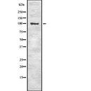 Western blot analysis of SLC4A1 using RAW264.7 whole  lysates