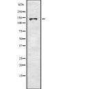 Western blot analysis of MCAM using RAW264.7 whole  lysates