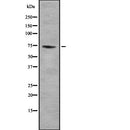 Western blot analysis of GTPBP4 using COLO205 whole  lysates.