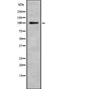 DF7877 at 1/100 staining Human lymph node tissue by IHC-P. The sample was formaldehyde fixed and a heat mediated antigen retrieval step in citrate buffer was performed. The sample was then blocked and incubated with the antibody for 1.5 hours at 22¡ãC. An HRP conjugated goat anti-rabbit antibody was used as the secondary