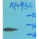 AF0932 staining HT-1080 cells by IF/ICC. The sample were fixed with PFA and permeabilized in 0.1% Triton X-100,then blocked in 10% serum for 45 minutes at 25¡ãC. The primary antibody was diluted at 1/200 and incubated with the sample for 1 hour at 37¡ãC. An  Alexa Fluor 594 conjugated goat anti-rabbit IgG (H+L) antibody(Cat.