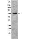 DF7892 staining HepG2 by IF/ICC. The sample were fixed with PFA and permeabilized in 0.1% Triton X-100,then blocked in 10% serum for 45 minutes at 25¡ãC. The primary antibody was diluted at 1/200 and incubated with the sample for 1 hour at 37¡ãC. An  Alexa Fluor 594 conjugated goat anti-rabbit IgG (H+L) Ab, diluted at 1/600, was used as the secondary antibod