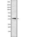 Western blot analysis of CD2 using HT29 whole  lysates.