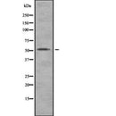 Western blot analysis of CAMK2A using HT29 whole  lysates.