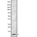 Western blot analysis of APOA2 using HuvEc whole  lysates.