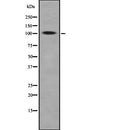 DF7906 staining HepG2 by IF/ICC. The sample were fixed with PFA and permeabilized in 0.1% Triton X-100,then blocked in 10% serum for 45 minutes at 25¡ãC. The primary antibody was diluted at 1/200 and incubated with the sample for 1 hour at 37¡ãC. An  Alexa Fluor 594 conjugated goat anti-rabbit IgG (H+L) Ab, diluted at 1/600, was used as the secondary antibod