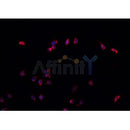 AF0181 staining U-2 OS cells by IF/ICC. The sample were fixed with PFA and permeabilized in 0.1% Triton X-100,then blocked in 10% serum for 45 minutes at 25¡ãC. The primary antibody was diluted at 1/200 and incubated with the sample for 1 hour at 37¡ãC. An  Alexa Fluor 594 conjugated goat anti-rabbit IgG (H+L) antibody(Cat.