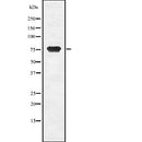 Western blot analysis of CGB using COS7 whole  lysates.