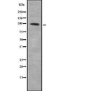 Western blot analysis of LPIN1 using LOVO whole  lysates.