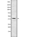 Western blot analysis of PON1 using MCF7 whole  lysates.