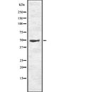 DF7956 at 1/100 staining human liver tissue sections by IHC-P. The tissue was formaldehyde fixed and a heat mediated antigen retrieval step in citrate buffer was performed. The tissue was then blocked and incubated with the antibody for 1.5 hours at 22¡ãC. An HRP conjugated goat anti-rabbit antibody was used as the secondary