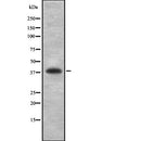 Western blot analysis of HLA-B using K562 whole  lysates.