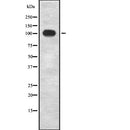 Western blot analysis of INPP4B using LOVO whole  lysates.