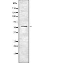 Western blot analysis of AGT using K562 whole  lysates.