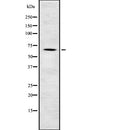 Western blot analysis of extracts from 293 and Hela, using MBD1 Antibody.