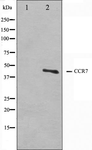 Western blot analysis on COS7 cell lysate using CCR7 Antibody.The lane on the left is treated with the antigen-specific peptide.