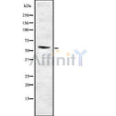 Western blot analysis SOX10 using HepG2 whole cell lysates