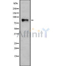 Western blot analysis ITGB7 using COLO205 whole cell lysates