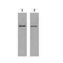 2ug S-Tag fusion protein+ Primary antibody dilution at 1?1:5,000 2?1:10,000