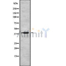 Western blot analysis of MBNL1 using HuvEc whole cell lysates