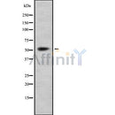 Western blot analysis SLC7A5 using K562 whole cell lysates