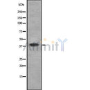 Western blot analysis of WNT2 using K562 whole cell lysates