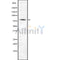 Western blot analysis of ABI2 using 293 whole cell lysates