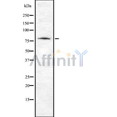 Western blot analysis of ABI2 using 293 whole cell lysates