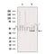 Western blot analysis of extracts from HepG2, using NRG1 isoform-10 Antibody. Lane 1 was treated with the antigen-specific peptide.